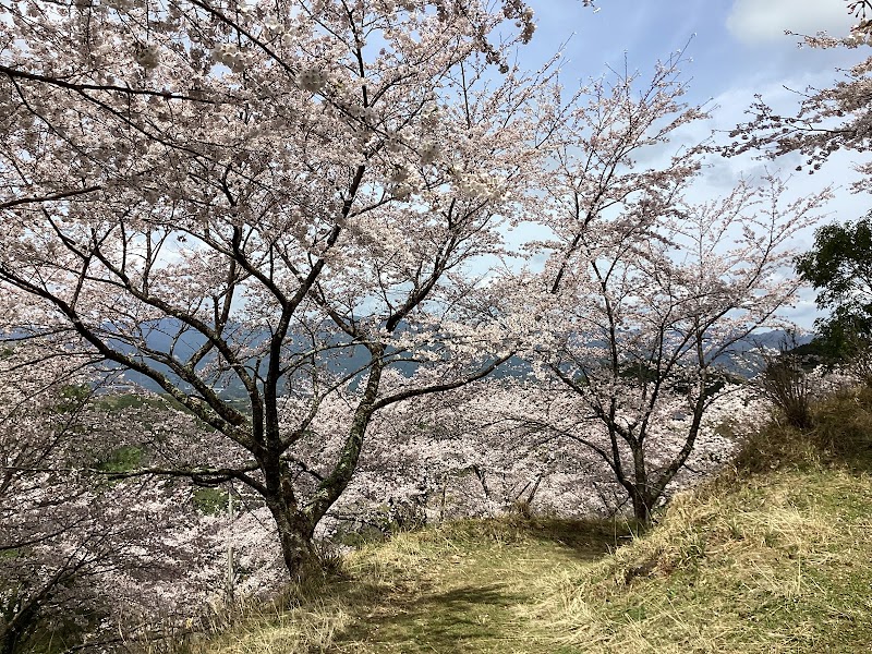 徳蔵寺の桜