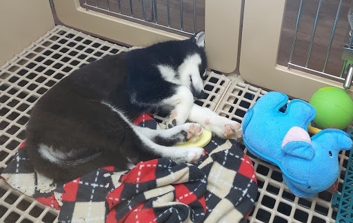 Pet Store «Petland», reviews and photos, 5470 Dixie Hwy, Fairfield, OH 45014, USA