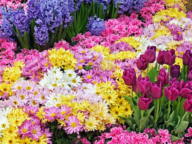 Értékelések erről a helyről: Bécsi Virág - virágbolt ,virágos ,vágott virág, cserepes virág és virágrendelés, Győr - Virágárus