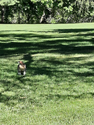 Public Golf Course «St Joe Valley Golf Club», reviews and photos, 24953 M-86, Sturgis, MI 49091, USA