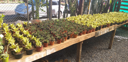 Cheap plants Asuncion