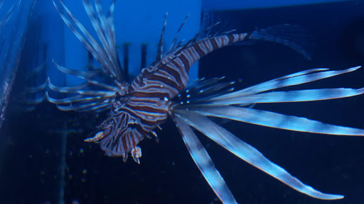 Tropical Fish Store «Richmond Aquarium», reviews and photos, 3645 Speeks Dr, Midlothian, VA 23112, USA