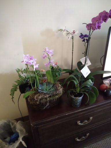 Orchid Haven 818