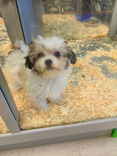 Pet Store «Yuppy Puppy Pet Shop», reviews and photos, 292 Frantz Rd, Stroudsburg, PA 18360, USA