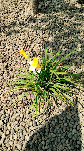 Shopping Mall «Shoppers Square», reviews and photos, 370 Casazza Dr, Reno, NV 89502, USA