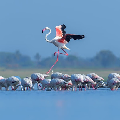 Sunset Flamingo Bird Point,Bhigwan