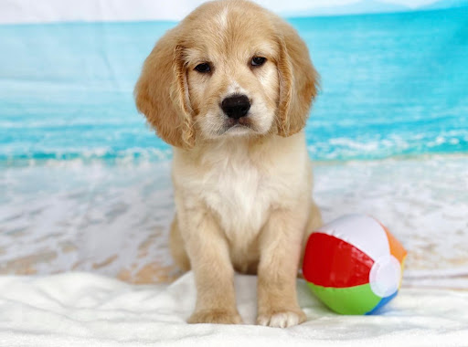 Dog Breeder «Playful Pets», reviews and photos, 115 Ridge Pike, Conshohocken, PA 19428, USA