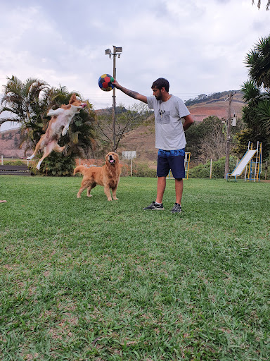 Logo da empresa - Canil First Dog