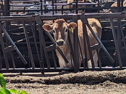 Golf Club «Turlock Golf and Country Club», reviews and photos, 10532 Golf Link Rd, Turlock, CA 95380, USA