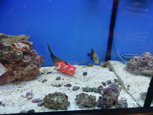 Pet Supply Store «Petco Animal Supplies», reviews and photos, 45205 Worth Ave, California, MD 20619, USA