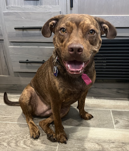 Pet Supply Store «Petco Animal Supplies», reviews and photos, 15895 Pines Blvd, Pembroke Pines, FL 33028, USA