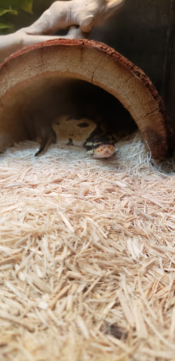 Pet Supply Store «PetSmart», reviews and photos, 225 NW Commons Loop, Lake City, FL 32055, USA