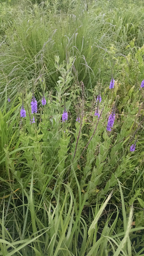 Park «New Haven Park», reviews and photos, New Haven Ave, Aurora, IL 60506, USA