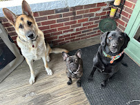 Paws-itively Caring LLC - Photo 5 - Car repair in , Youngstown