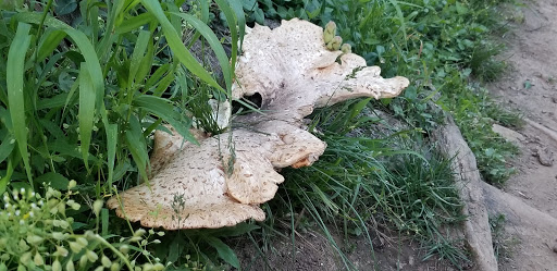 Park «Seneca Park», reviews and photos, 3151 Pee Wee Reese Rd, Louisville, KY 40207, USA