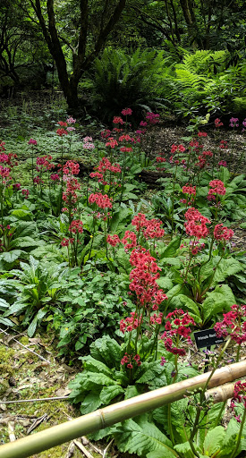 Botanical Garden «Rhododendron Species Botanical Garden», reviews and photos, 2525 S 336th St, Federal Way, WA 98003, USA