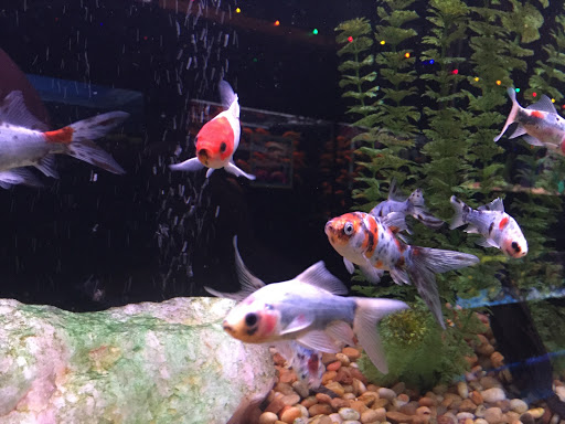 Pet Store «Petland Village of East Side», reviews and photos, 6401 Penn Ave, Pittsburgh, PA 15206, USA