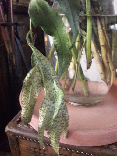 Florist «Imondi & Sons Florists», reviews and photos, 182 Smithfield Ave, Pawtucket, RI 02860, USA