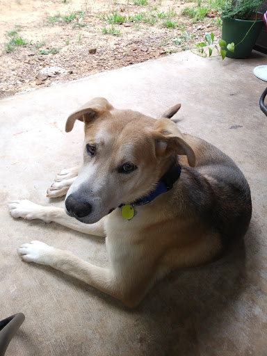 Pet Supply Store «PetSmart», reviews and photos, 2901 Texas Sage Trail, Fort Worth, TX 76177, USA