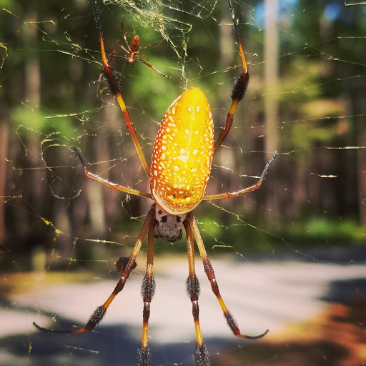 National Park «Congaree National Park», reviews and photos, 100 National Park Rd, Hopkins, SC 29061, USA