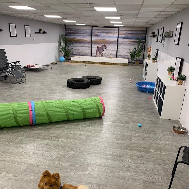 The Pukka Pooch Doggy Daycare & Home Boarding