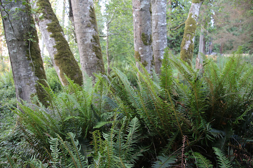 Tourist Attraction «Tillicum Village», reviews and photos, Blake Island, Port Orchard, WA 98366, USA