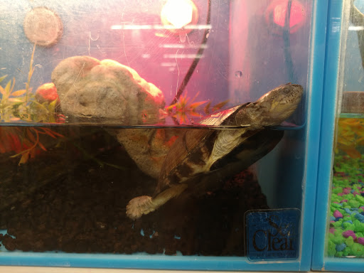 Pet Supply Store «PetSmart», reviews and photos, 291 Skokie Blvd, Northbrook, IL 60062, USA