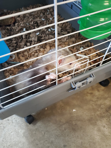 Pet Store «Harrison Pet Center», reviews and photos, 10517 Harrison Ave, Harrison, OH 45030, USA