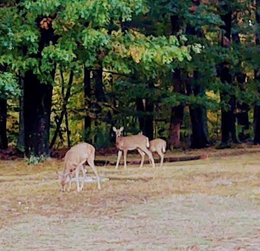 Golf Course «Maynard Golf Course», reviews and photos, 50 Brown St, Maynard, MA 01754, USA