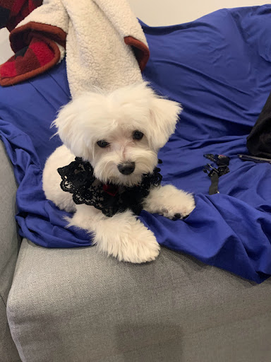 Pet Haven, 626 N Glenoaks Blvd, Burbank, CA 91502, USA, 