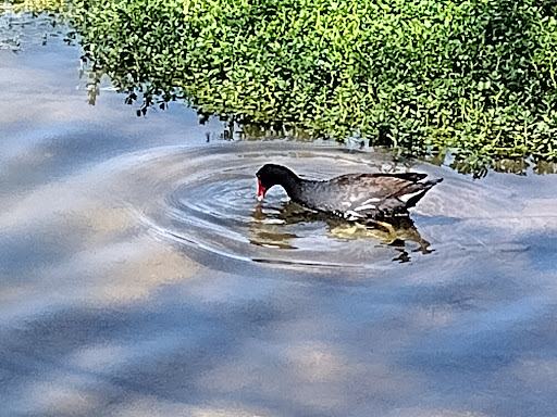 Park «Veterans Oasis Park», reviews and photos, 4050 E Chandler Heights Rd, Chandler, AZ 85249, USA