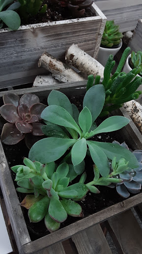 Florist «Flowerama Minneapolis», reviews and photos, 10495 University Ave NE, Minneapolis, MN 55434, USA