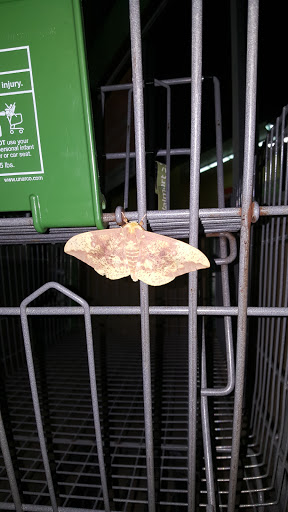 Supermarket «Walmart Neighborhood Market», reviews and photos, 3800 Ruckriegel Pkwy, Jeffersontown, KY 40299, USA