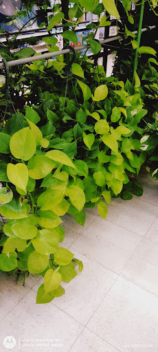 Hardware Store «Strand Ace Hardware- Escalon», reviews and photos, 3360 McHenry Ave, Escalon, CA 95320, USA