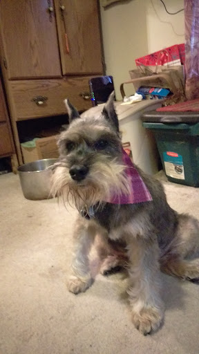 Pet Boarding Service «Pet Palace», reviews and photos, 2803 Trough Springs Rd, Clarksville, TN 37043, USA