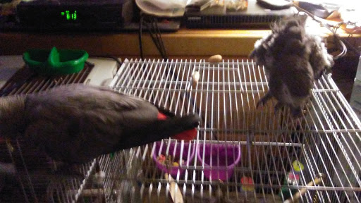 Supermarket «Kosher Palace Supermarket Inc», reviews and photos, 2818 Avenue U, Brooklyn, NY 11229, USA