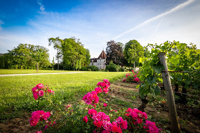 Domaine du Clos Frantin - Albert Bichot à Nuits-Saint-Georges