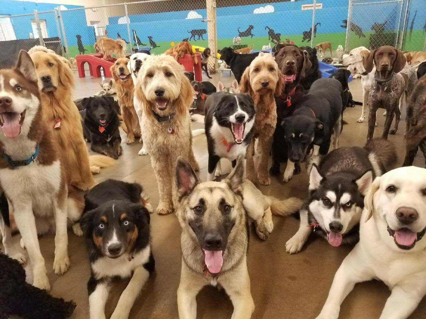 Lucky Dog Pet Lodge