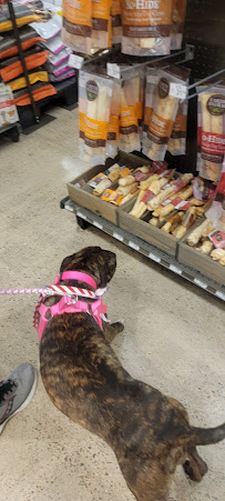 Petco - Photo 6 - Car repair in El Paso, TX, El Paso