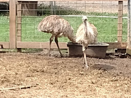 Zoo «North Georgia Zoo & Farm», reviews and photos, 2912 Paradise Valley Rd, Cleveland, GA 30528, USA