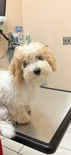 Humane Vet Hospital of San Diego image
