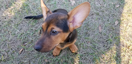 Park «Lutz Dog Park», reviews and photos, 122 1st Ave SW, Lutz, FL 33548, USA