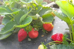 Leon's Strawberry image