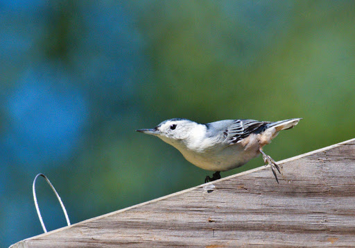 Nature Preserve «Cool Spring Preserve», reviews and photos, 1469 Lloyd Rd, Charles Town, WV 25414, USA