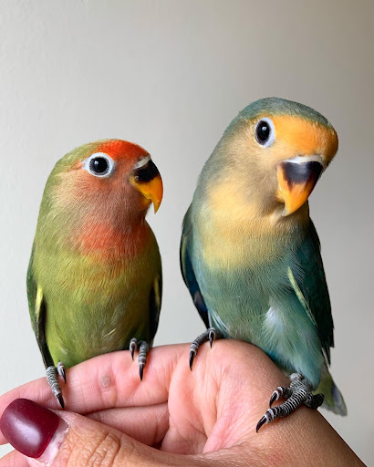 Bird Shop «Paterson Bird Store», reviews and photos, 13 Furler St # 1, Totowa, NJ 07512, USA