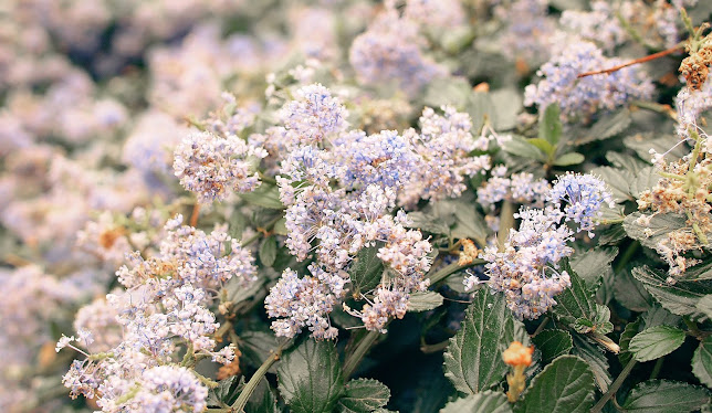 Hoveniersbedrijf Oosterlaken Tuin & Groen Onderhoud