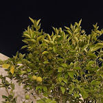 Photo n°3 de l'avis de Muriel.. fait le 06/08/2023 à 21:55 sur le  Orto Ristorante Naturale à Monopoli