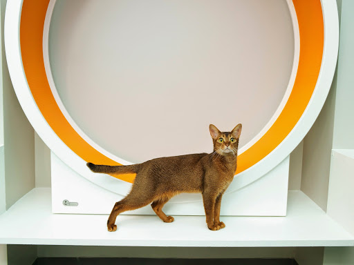 Best Animal Hotels Paris Near Me