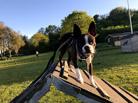 Aalborg Hundeklub