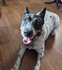 Buddy's Way K9 - Photo 5 - Car repair in San Jose, CA, San Jose